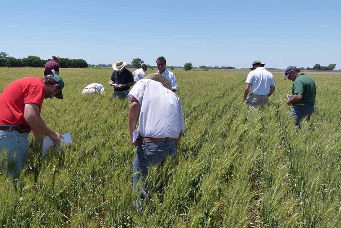 Expocereales 2024: Por primera vez una muestra temática a campo sobre un cultivo